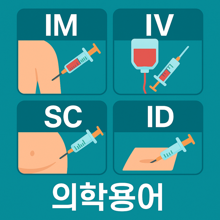 의학용어 IM, IV, SC, ID 주사 투여 경로 알아보기 : 네이버 블로그