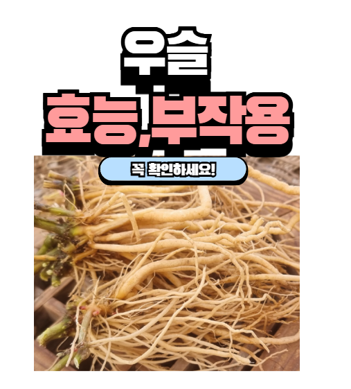 우슬 효능 부작용 복용법 우슬뿌리 : 네이버 블로그