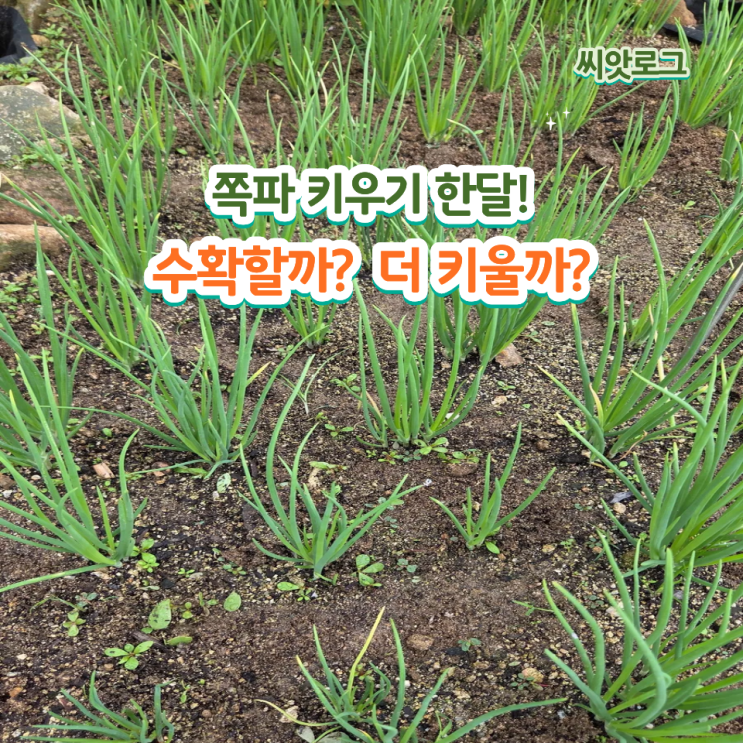 쪽파 키우기 한달, 수확시기 vs 더 키우는 법 초보자용 정리 : 네이버 블로그