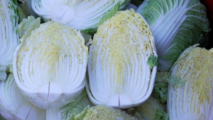 🥬 알배기 배추 효능과 영양, 활용법 총정리 : 네이버 블로그