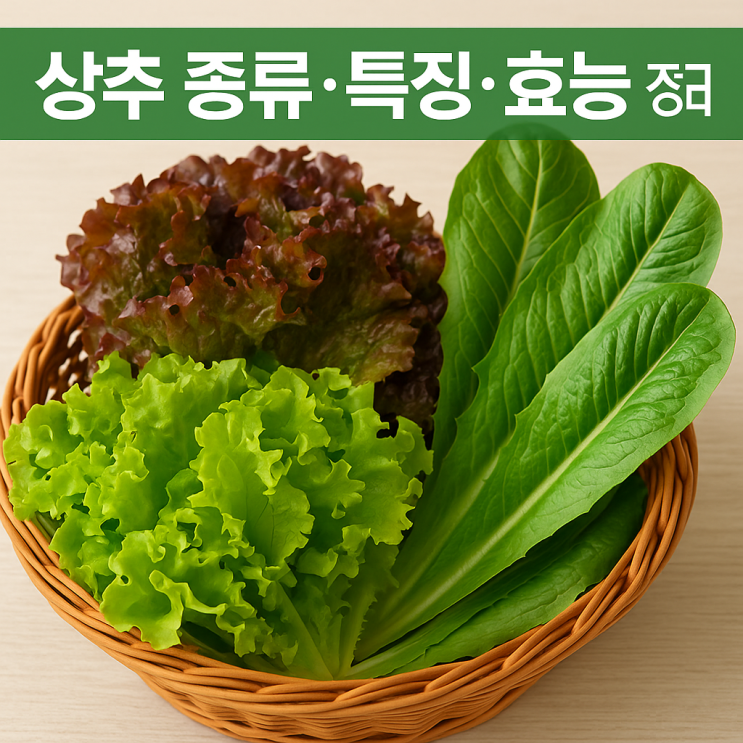 상추종류와 특징 효능 맛까지 인기 상추 모음 정리 : 네이버 블로그