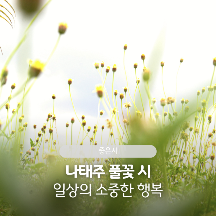 나태주 풀꽃 짧고좋은시 일상의 소중한 행복 : 네이버 블로그