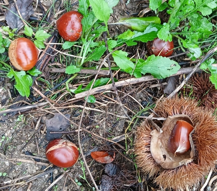 알밤 줍기~^^ : 네이버 블로그