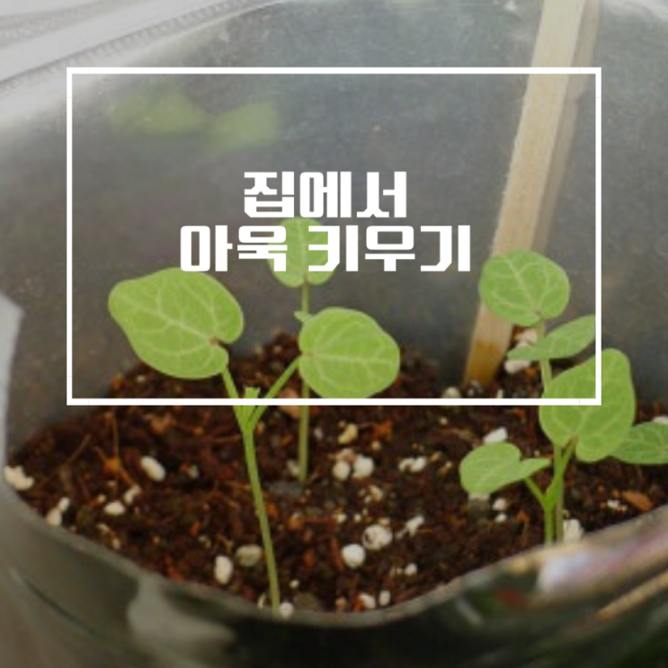 집에서 아욱 키우기 – 텃밭 채소 가이드 : 네이버 블로그
