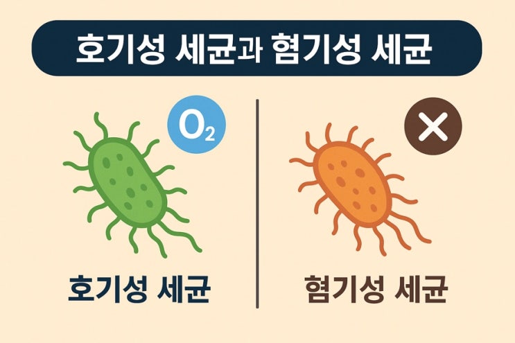 세균(박테리아)의 두 얼굴: 호기성 세균과 혐기성 세균 : 네이버 블로그
