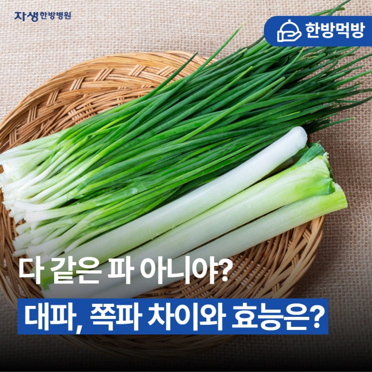 다 같은 파 아니야? 대파, 쪽파 차이와 효능은? | 쪽파대파차이, 쪽파효능, 대파효능 : 네이버 블로그