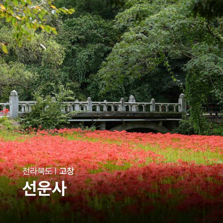 전북 고창 선운사 꽃무릇 선운산 여행 전국유명사찰 : 네이버 블로그