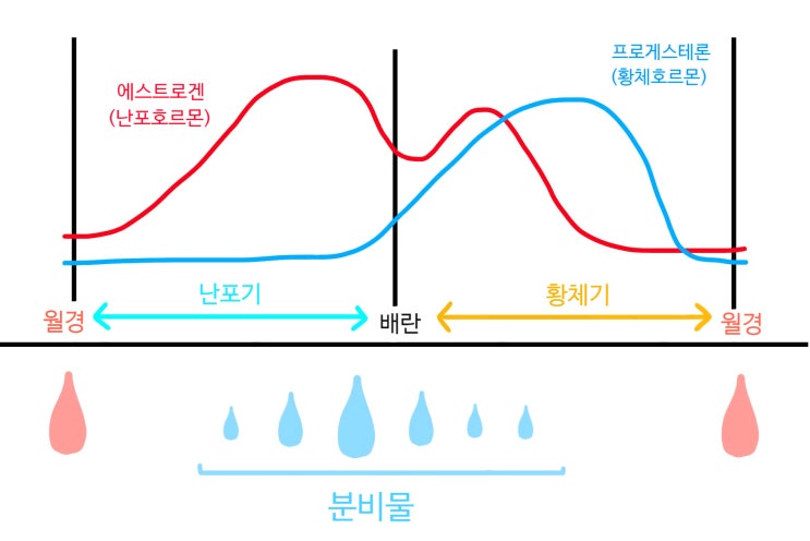 배란기 아랫배 통증 몸살기운 : 배란통 원인과 완화방법 : 네이버 블로그
