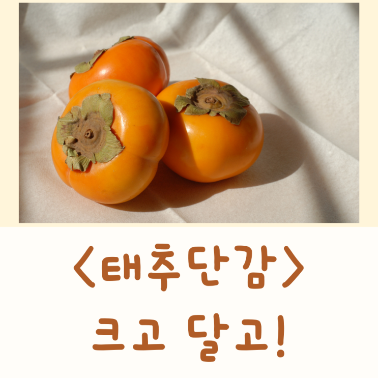 태추 단감 가격 재배 수확시기 2.5kg 5kg 10kg 창원 : 네이버 블로그
