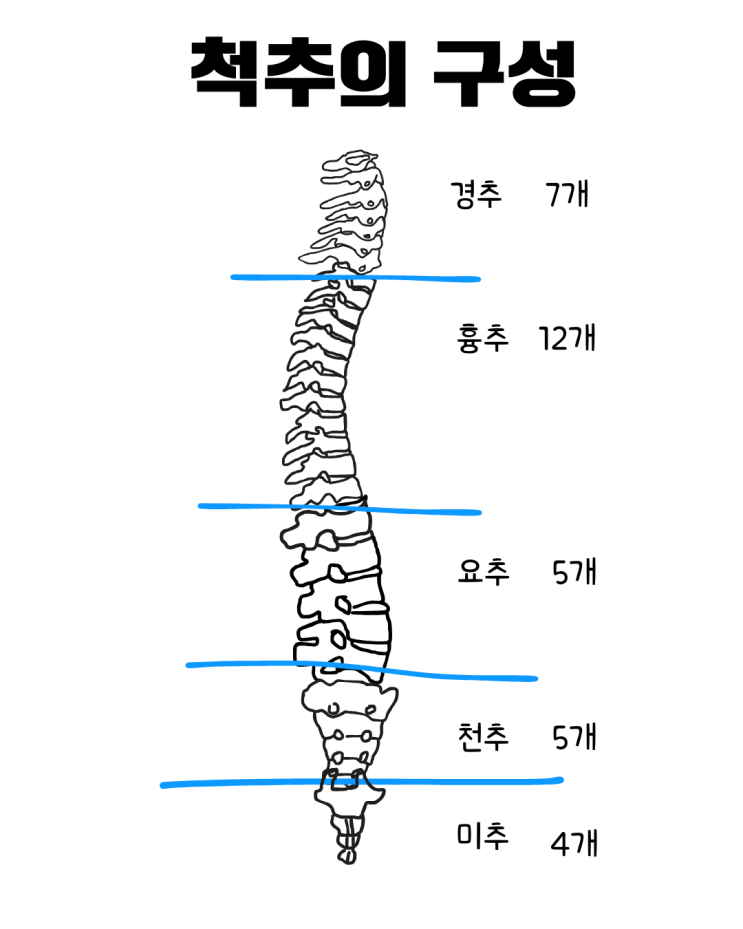 척추의 개수는? 척추 수, 척추 개수, 척추 갯수 : 네이버 블로그