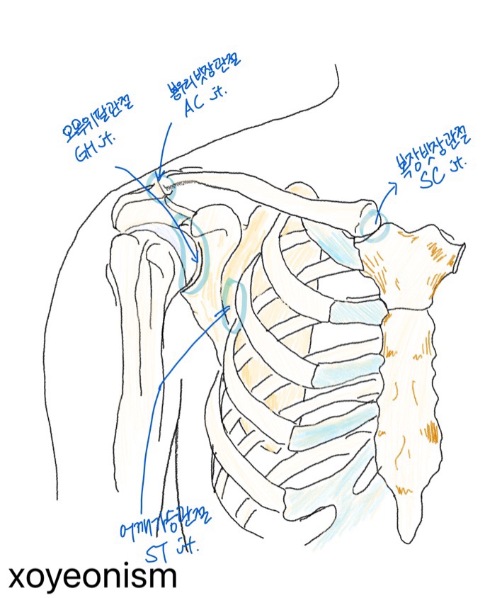 어깨 복합체 구성뼈와 관절, 그리고 움직임 : 네이버 블로그