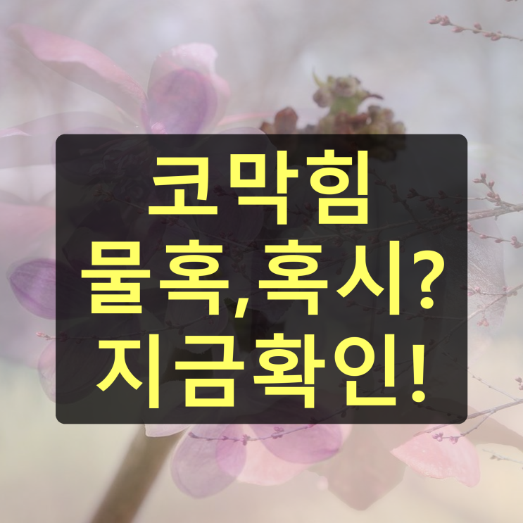코안에 물혹 원인과 치료 방법 : 네이버 블로그