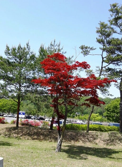 琴軒(금헌) 鄭澈(정철) : 네이버 블로그