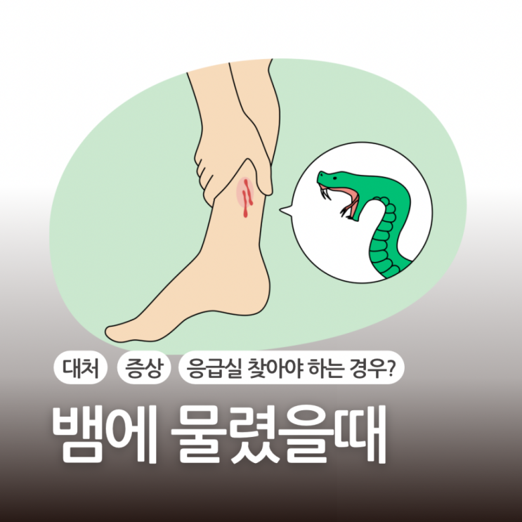 뱀에 물렸을때 대처법 증상 뱀 물림 응급실 응급처치 어떻게? : 네이버 블로그