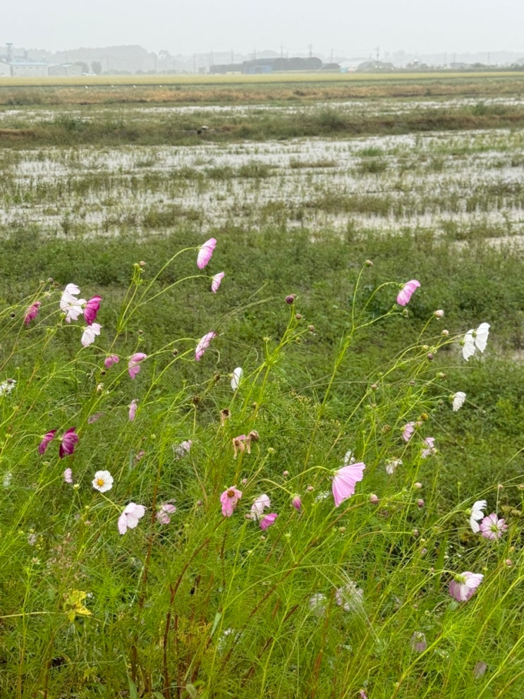 2025 서산 코스모스 황금들녘 마라톤대회 참가 후기
