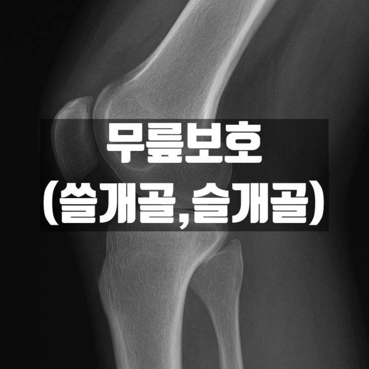 무릎의 슬개골(쓸개골) – 무릎통증과 건강관리 : 네이버 블로그
