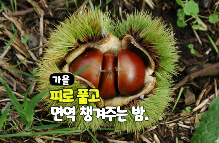 밤의 효능 영양성분 깐밤 밤송이 밤나무 2025 햇밤 : 네이버 블로그