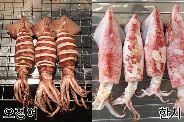 헷갈리지 마세요! ‘오징어’, ‘한치’ 차이점 : 네이버 블로그