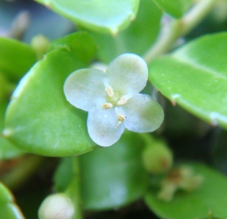 1월 10일 탄생화: 회양목(Buxus microphylla) : 네이버 블로그