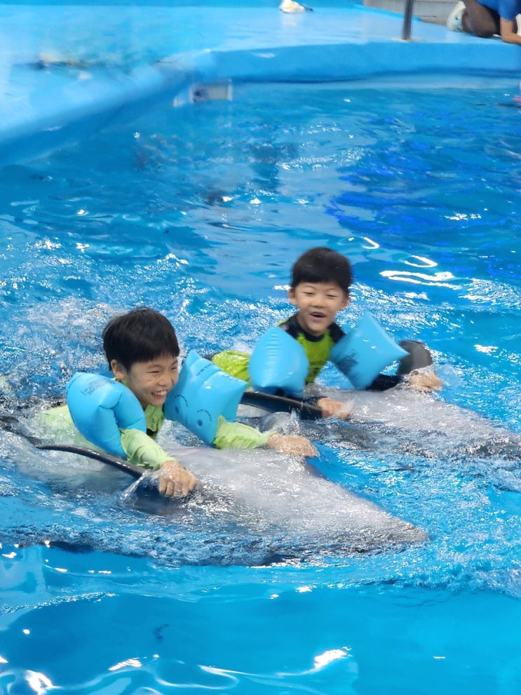 12월 태국 파타야 가족여행 - 돌피나리움 돌고래쇼 & 돌핀스윔|돌고....