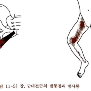 내전근(Adductor muscles)