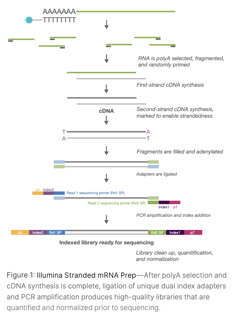 [시스템유전학] 3. NGS Application: Transcriptome profiling, RNA-seq : 네이버 블로그