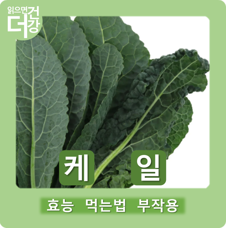 케일 효능 먹는법 부작용, 2가지 좋은 성분이 특히 많아 : 네이버 블로그