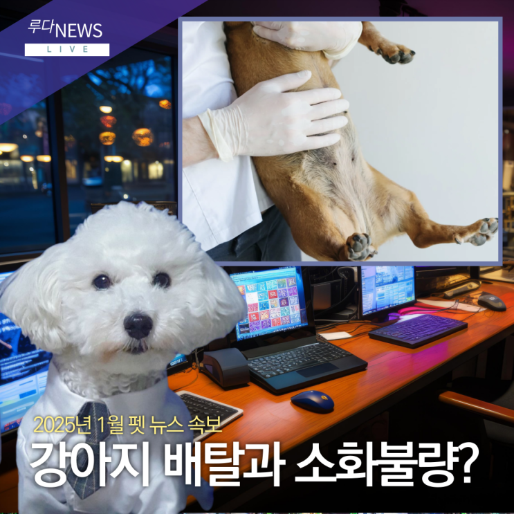 강아지 배탈 소화불량 설사할때 어떻게 대처할까? : 네이버 블로그