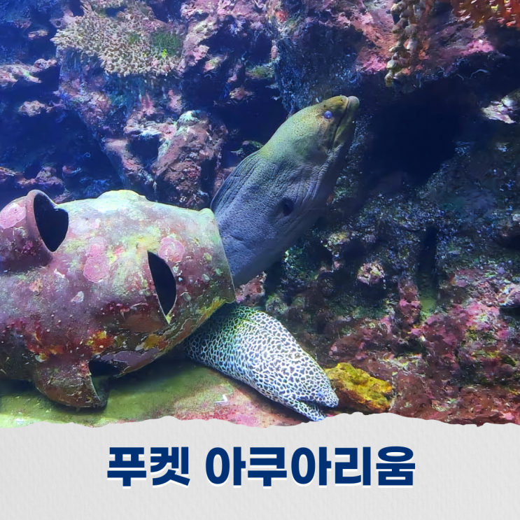 푸켓 아쿠아리움 푸켓에서 만나는 바닷속 신비