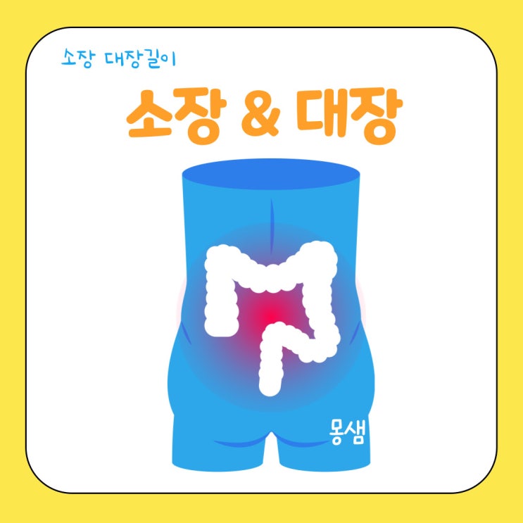 소장 대장길이 & 기능(맹장, 결장, 직장) 염증 질환은? : 네이버 블로그