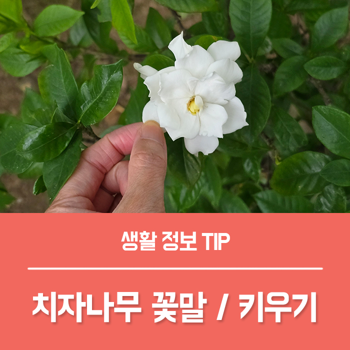 치자나무 키우기 방법, 꽃치자 치자꽃 꽃말 물주기 총정리! : 네이버 블로그