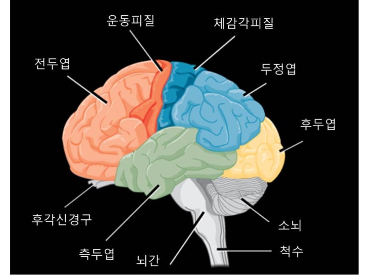 머리의 크기와 두뇌 발달의 관계 : 네이버 블로그