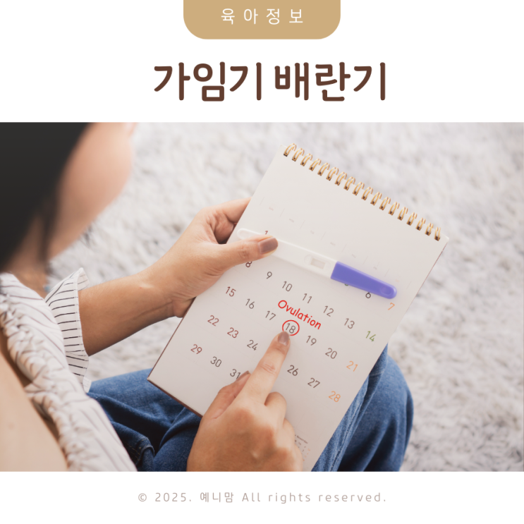 배란기 가임기 뜻 증상 계산기 임신가능성 배란일은? : 네이버 블로그