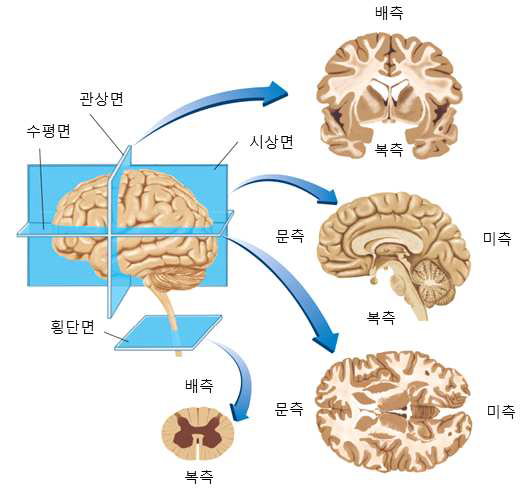 인지심리학 [뇌와 인지] : 네이버 블로그