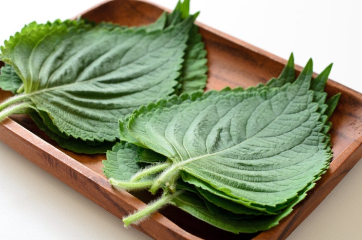 한국인만 먹던 깻잎, 日이 쳐다보기 시작한 효능이? : 네이버 블로그