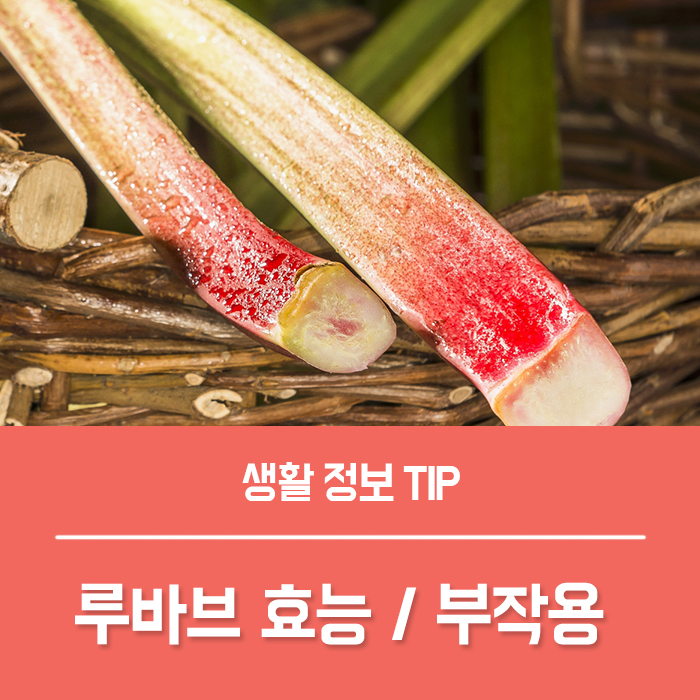 루바브 효능 루바브뿌리 추출물, 대황 부작용 총정리! : 네이버 블로그