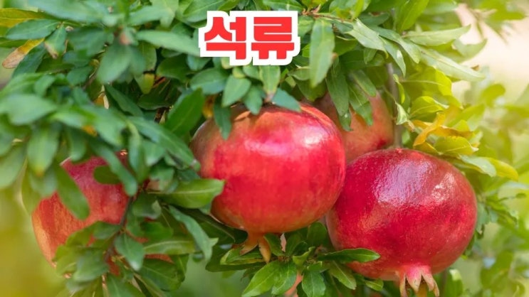 석류 효능 부작용 5가지 껍질 까는 법 먹는방법 : 네이버 블로그