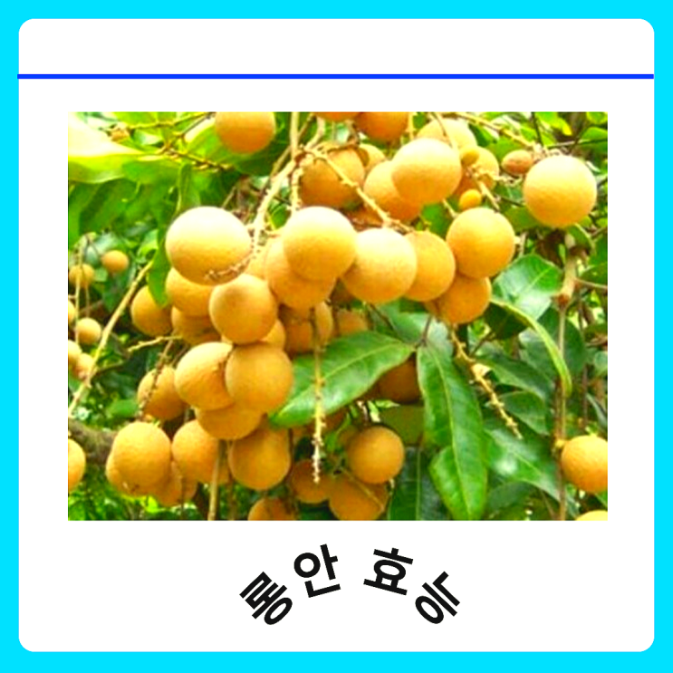 롱안 과일 효능 특징 먹는 법 부작용 : 네이버 블로그