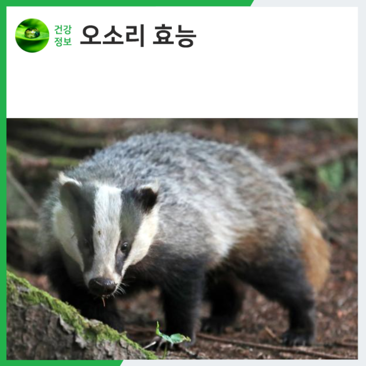 오소리 기름 효능 건강하고 싶다면 기억해 두세요 : 네이버 블로그