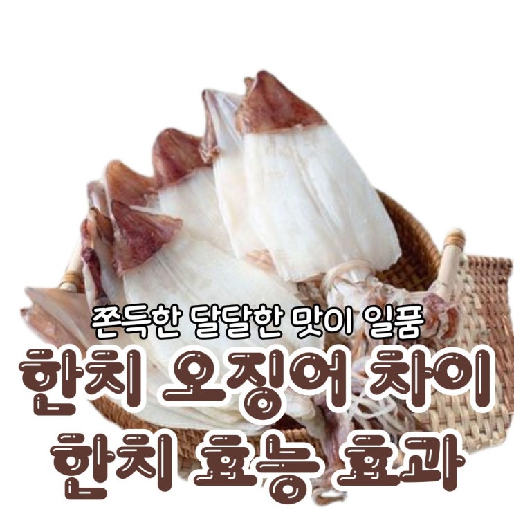 한치 오징어 차이와 한치의 효능에 대해서 : 네이버 블로그