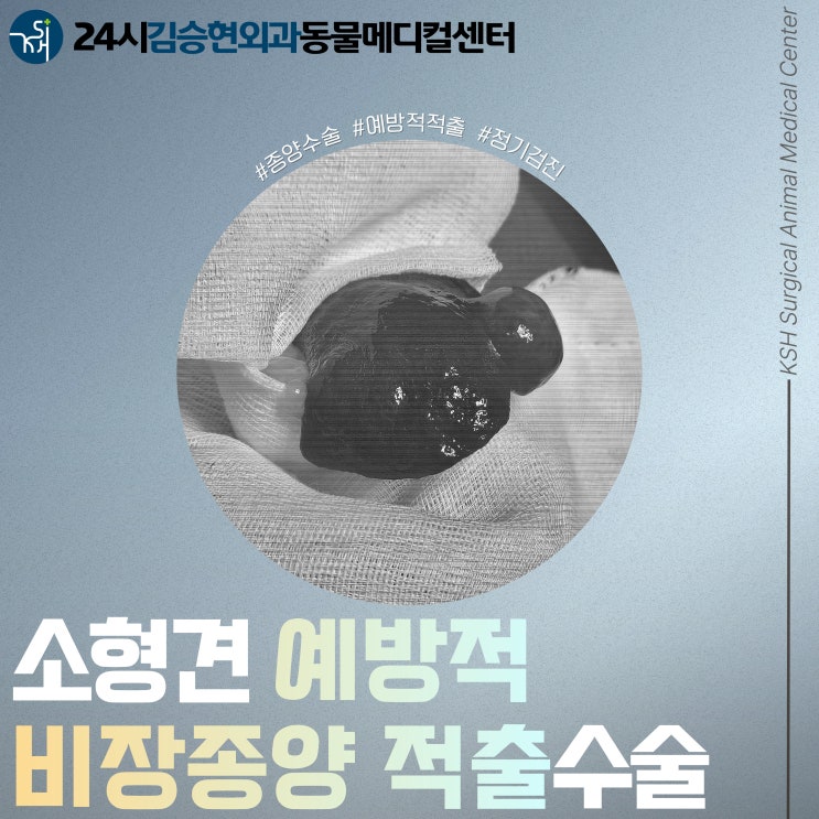 [광주 24시 동물병원] 농성동 동물병원 소형견 예방적 비장 종양 적출 수술 : 네이버 블로그