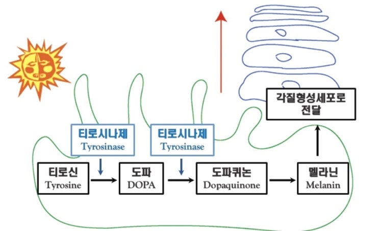 색소관리를 하려면 멜라닌 생성 기전(색소가 생기는 과정)을 알아야할까? : 네이버 블로그