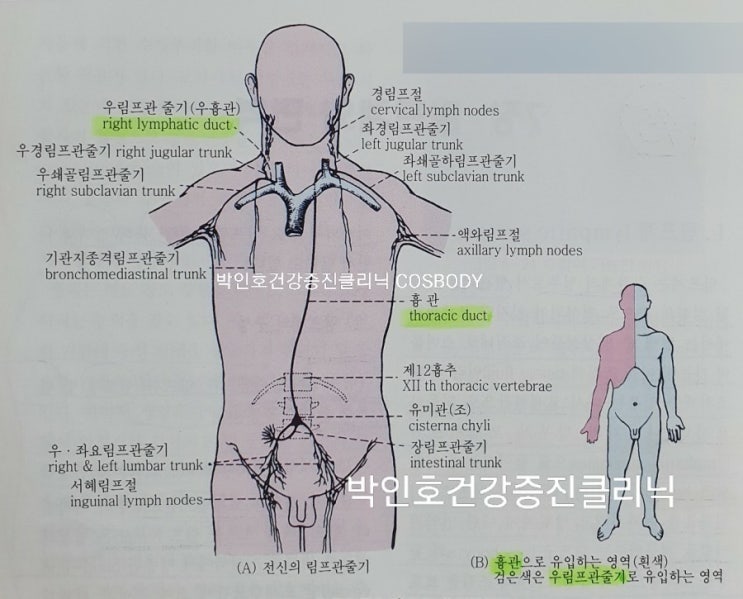 인체생리학 🔷️45 림프계 & 면역 / 림프계 Lympatic System / 림프 Lymph : 네이버 블로그