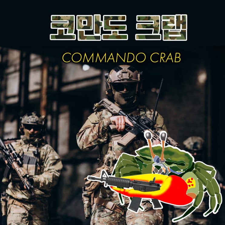 코만도 크랩(commando crab) 스토리 : 네이버 블로그