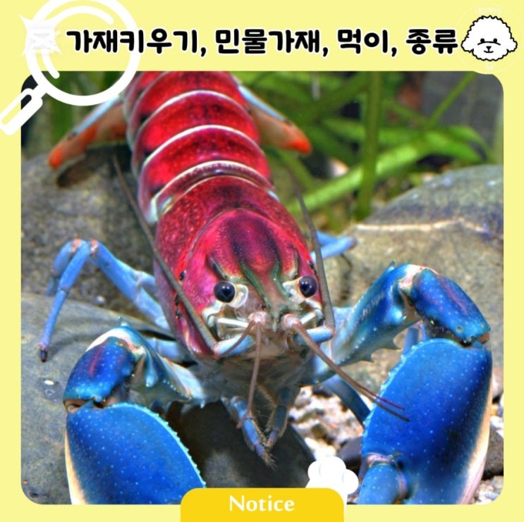 가재키우기,민물가재 키우기 방법과 먹이, 종류 : 네이버 블로그