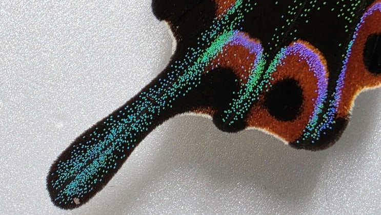 🦋 Papilio chikae / Papilio hermeli : 네이버 블로그