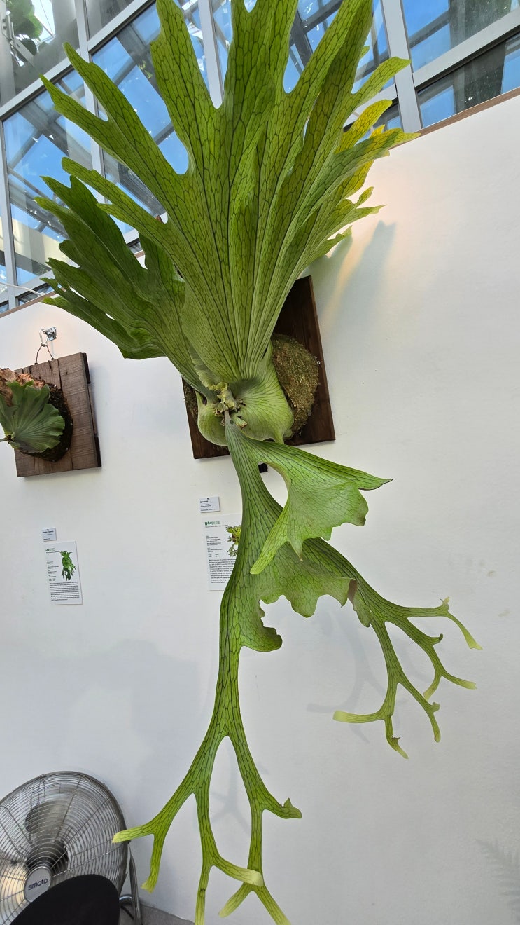 홀투미박쥐란,Platycerium holttumii de Jonch. & Hennipman (1972) : 네이버 블로그