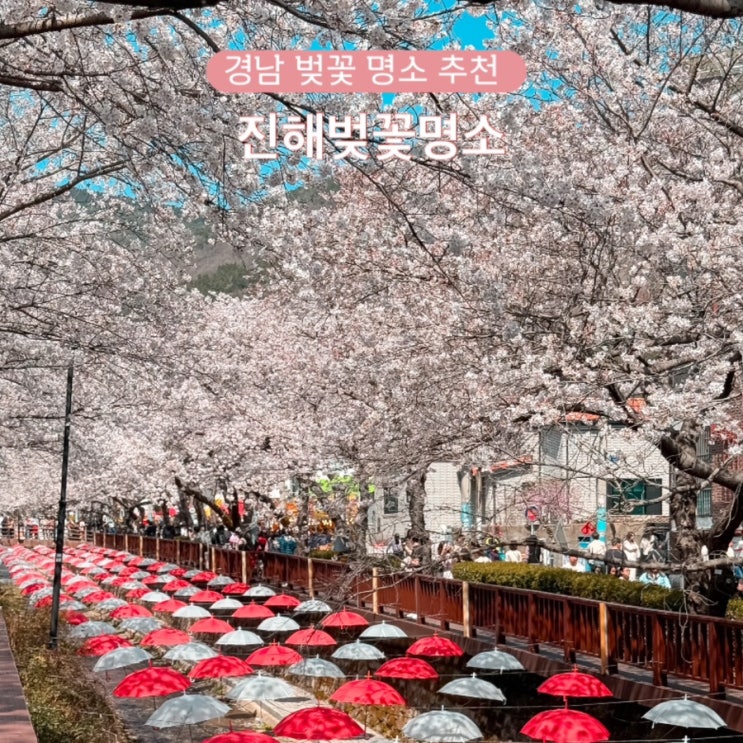 진해 벚꽃 명소 축제 시기 진해군항제 교통 경남 벚꽃 명소 추천 : 네이버 블로그