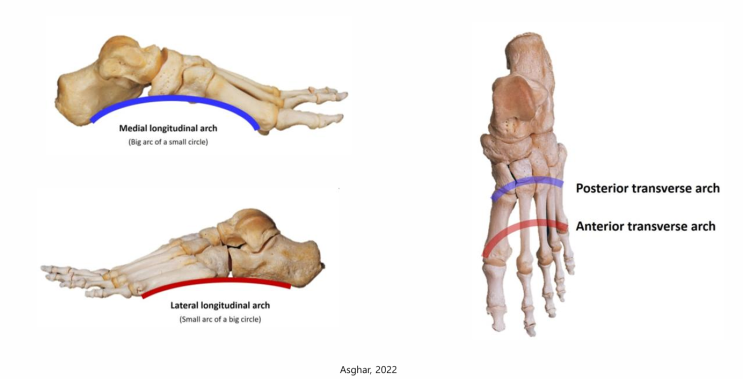 차의과학대학원 스포츠의학 손성준 교수님의 Foot Science 발의 과학 수업 1주차 - 윈들라스 메커니즘 : 네이버 블로그