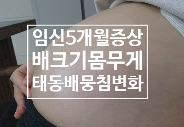 임신 17주 18주 19주 20주차 임신 5개월 증상 배크기 태동 초음파 몸무게 배뭉침 배통증 : 네이버 블로그